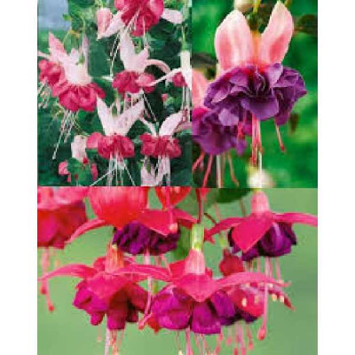 FUCHSIA