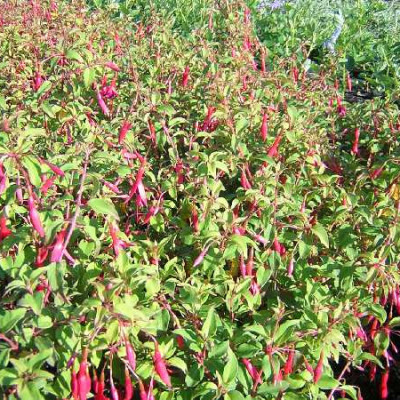 FUCHSIA magellanica Riccartonii