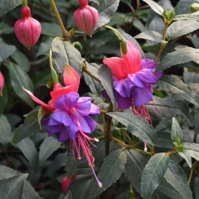 FUCHSIA  Winston churchill