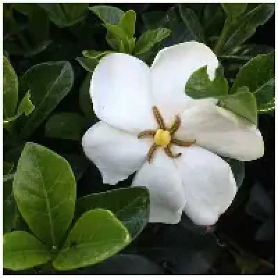 GARDENIA jasminoides Kleim's hardy