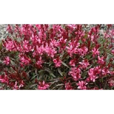 GAURA lindheimeri Belleza dark pink rose