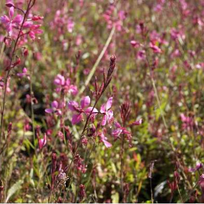 GAURA lindheimeri Rose