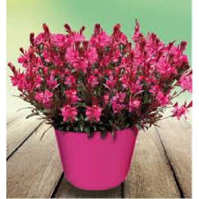 GAURA lindheimeri Red color
