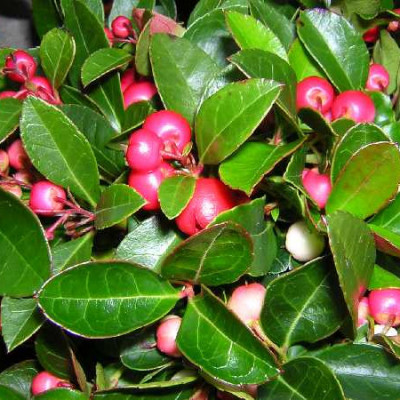 GAULTHERIA