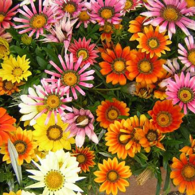 GAZANIA