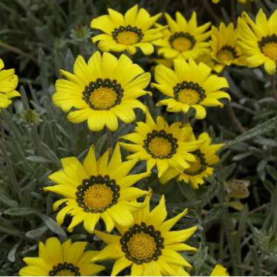 GAZANIA beda Jaune coeur noir