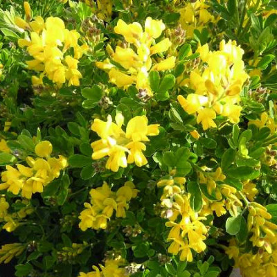 GENISTA porlock