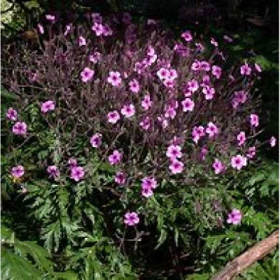 GERANIUM maderensis