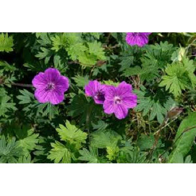 GERANIUM  Sanguineum