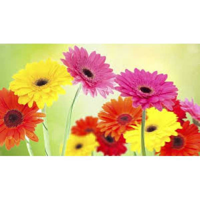 GERBERA