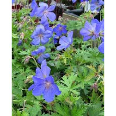 GERANIUM  Johnson's blue
