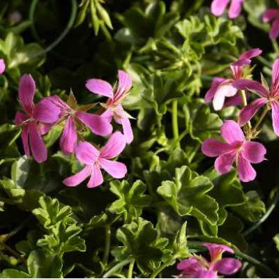 GERANIUM lierre simple