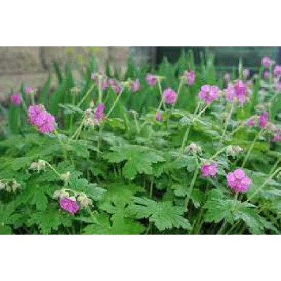 GERANIUM macrorrhizum Bevan's variety