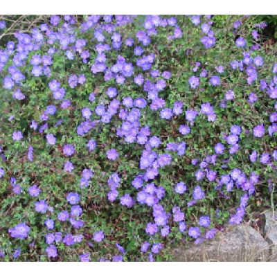 GERANIUM  Vivace rozanne ®