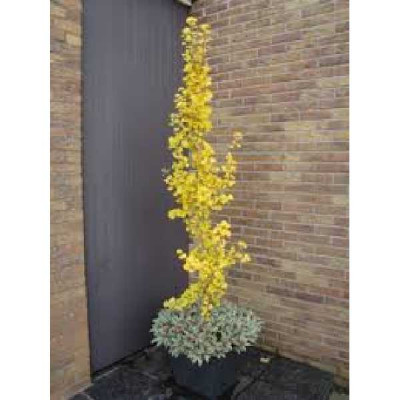 GINKGO biloba Menhir