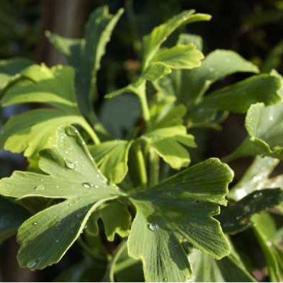 GINKGO biloba