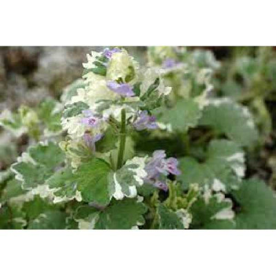 GLECHOMA hederacea Variegata (bleu)
