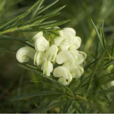 GREVILLEA gracillis Alba