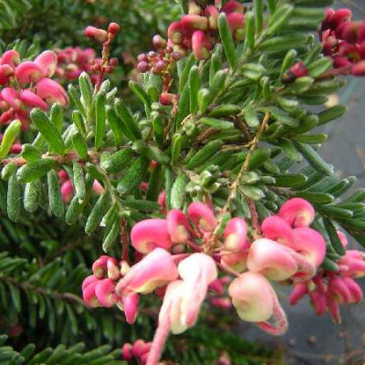 GREVILLEA lanigera Mount tamboritha