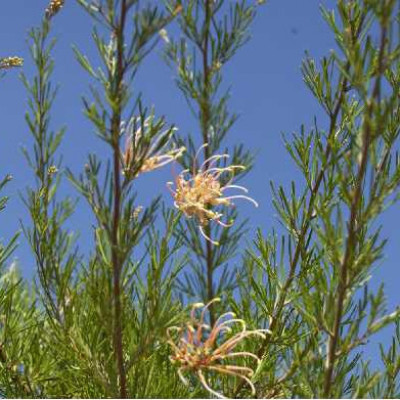 GREVILLEA semperflorens Desert flame
