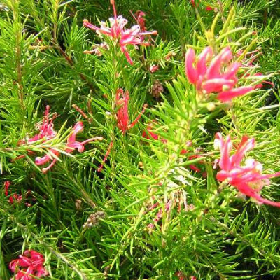 GREVILLEA juniperina