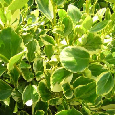 GRISELINIA littoralis Variegata