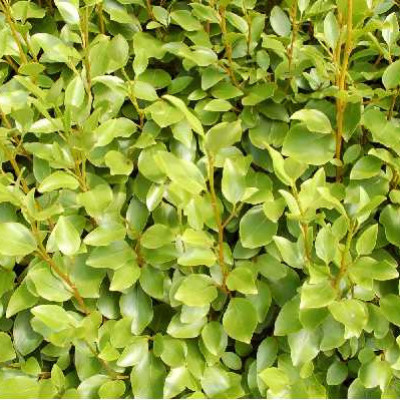 GRISELINIA littoralis
