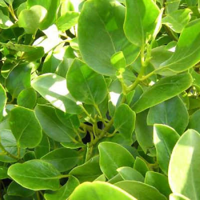 GRISELINIA lucida