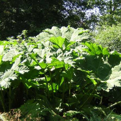 GUNNERA manicata