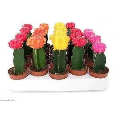 GYMNOCALYCIUM  Varies