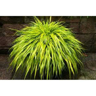 HAKONECHLOA macra Aureola