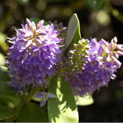 HEBE andersonii Franciscana blue gem