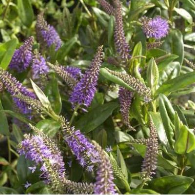 HEBE andersonii Ouessant