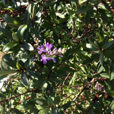 HEBE  Autumn glory