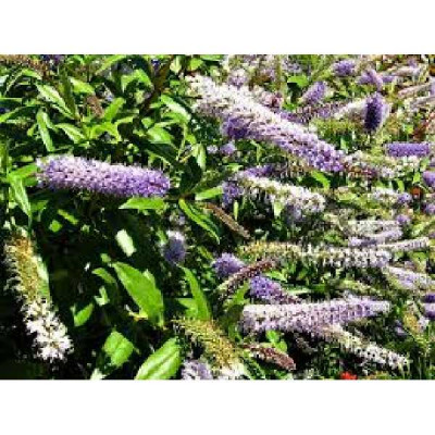 HEBE  Great orme violet
