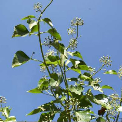 HEDERA helix Arborescens