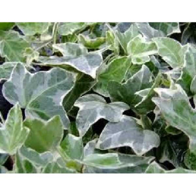 HEDERA helix Glacier
