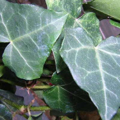 HEDERA helix Hibernica