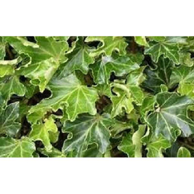 HEDERA helix Ivalace