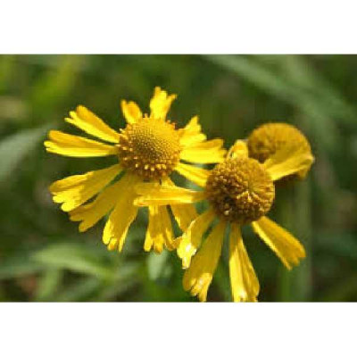 HELENIUM  Autumnale