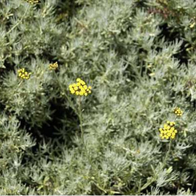 HELICHRYSUM