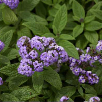 HELIOTROPE