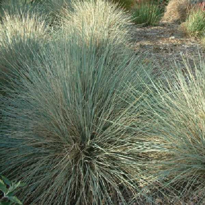 HELICTOTRICHON sempervirens