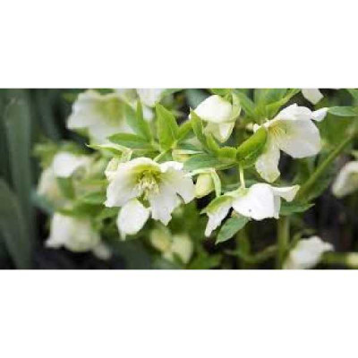 HELLEBORE