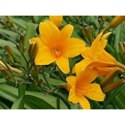 HEMEROCALLIS  Thumbelina