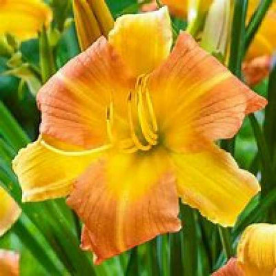 HEMEROCALLIS Everydaylily punch yellow®