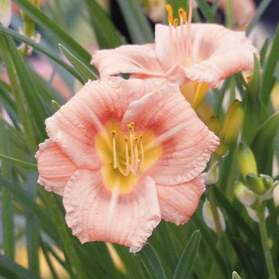 HEMEROCALLIS Everydaylily rose®