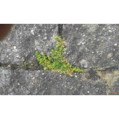 HERNIARIA  Glabra