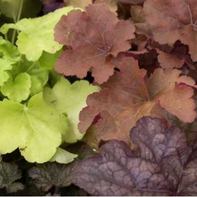 HEUCHERA