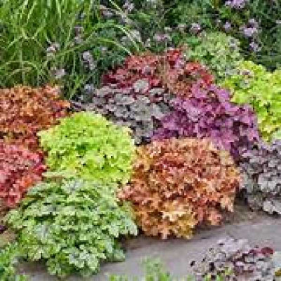HEUCHERELLA